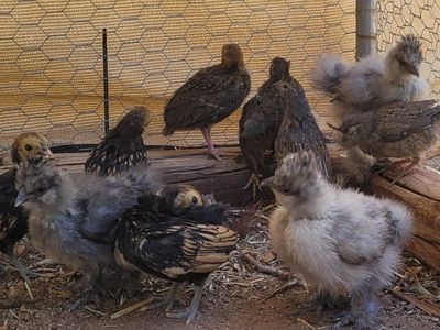 Golden sea brights and silkie chicks