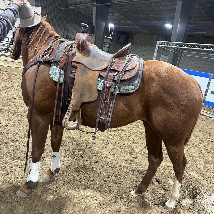 Registered AQHA Gelding