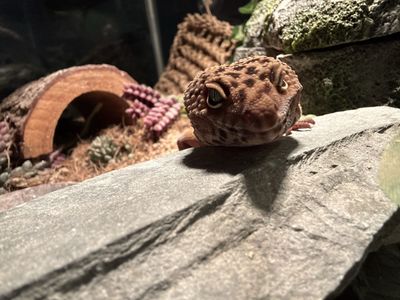 Leopard gecko