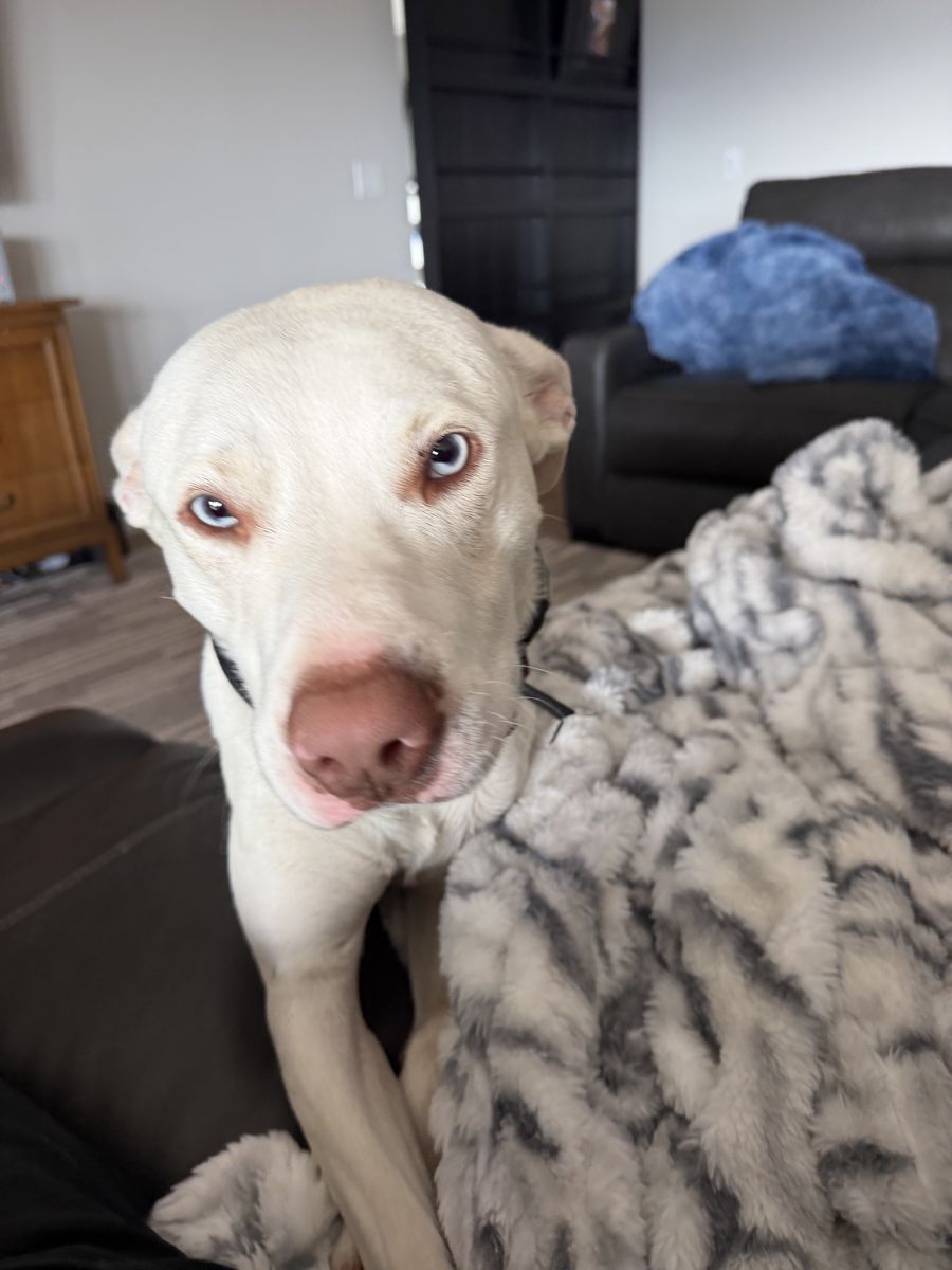 Looking for a good home