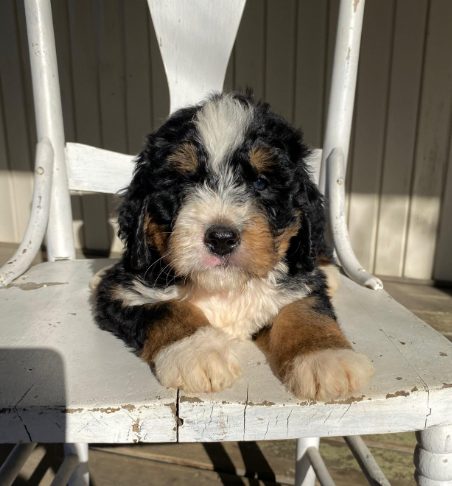 Meet Finn – Your Loyal Standard Bernedoodle Companion