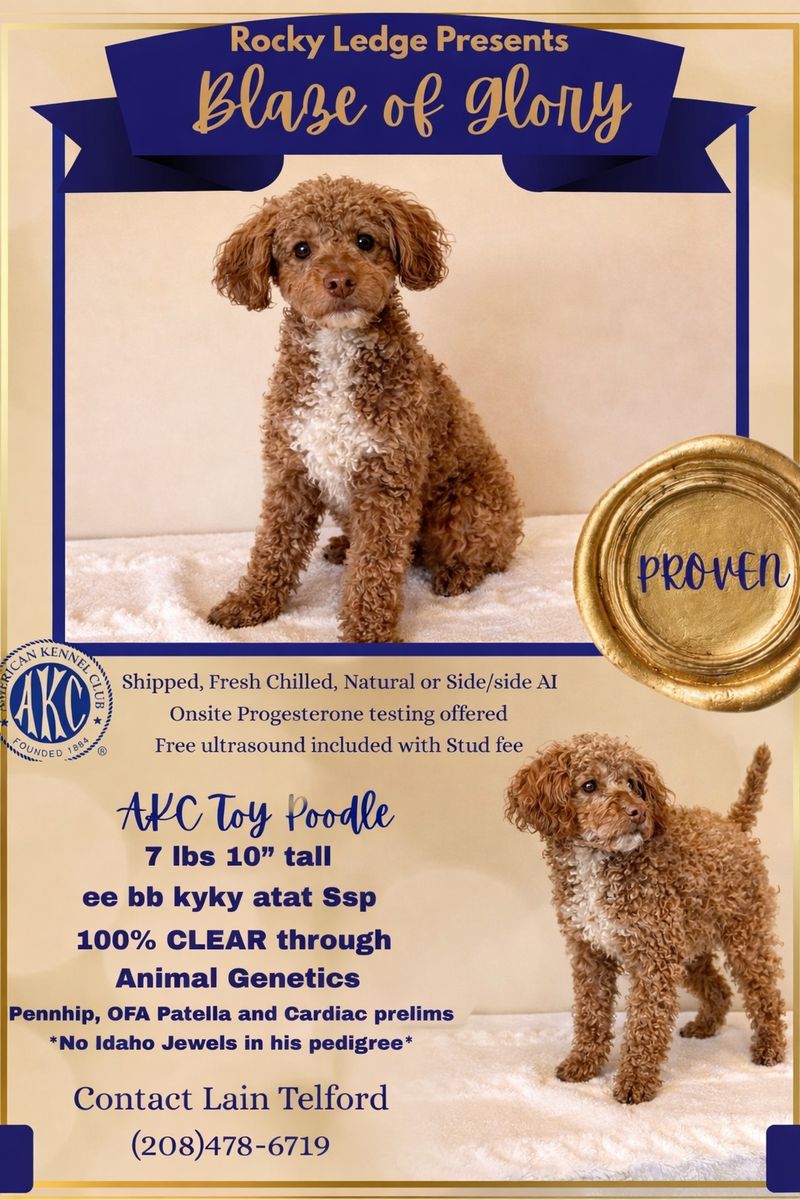 AKC Toy Poodle 100% clear Red Phantom Chocolate