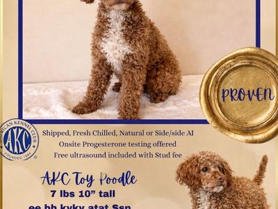AKC Toy Poodle 100% clear Red Phantom Chocolate