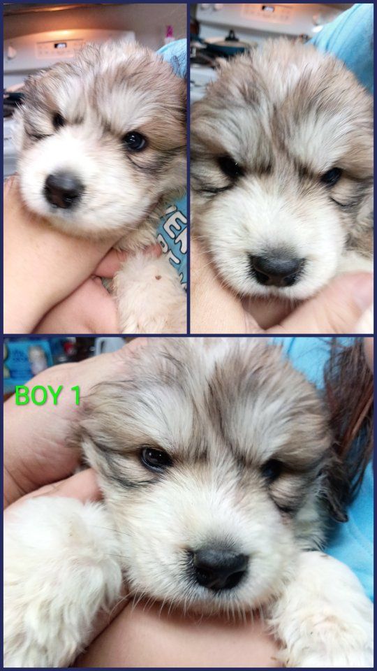 BADGER FACE GREAT PYRENEES PUPPIES – READY MONDAY, AUGUST 31ST! 