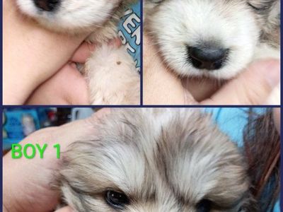 BADGER FACE GREAT PYRENEES PUPPIES – READY MONDAY, AUGUST 31ST!