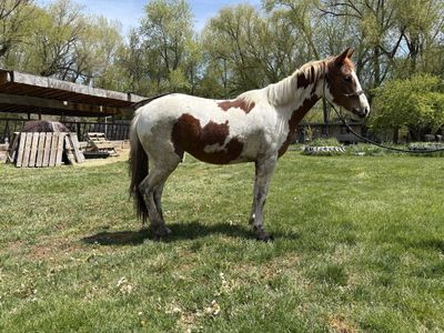 2 year old half pony half quarter horse filly