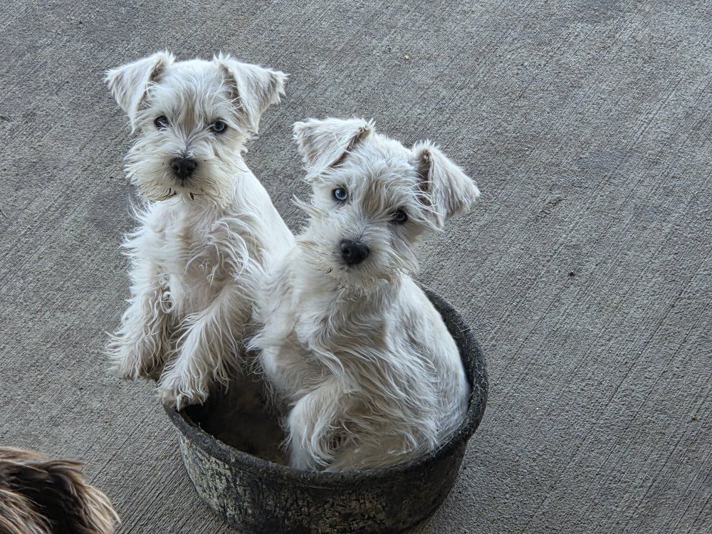 Purebred miniature Schnauzer  blue eyes