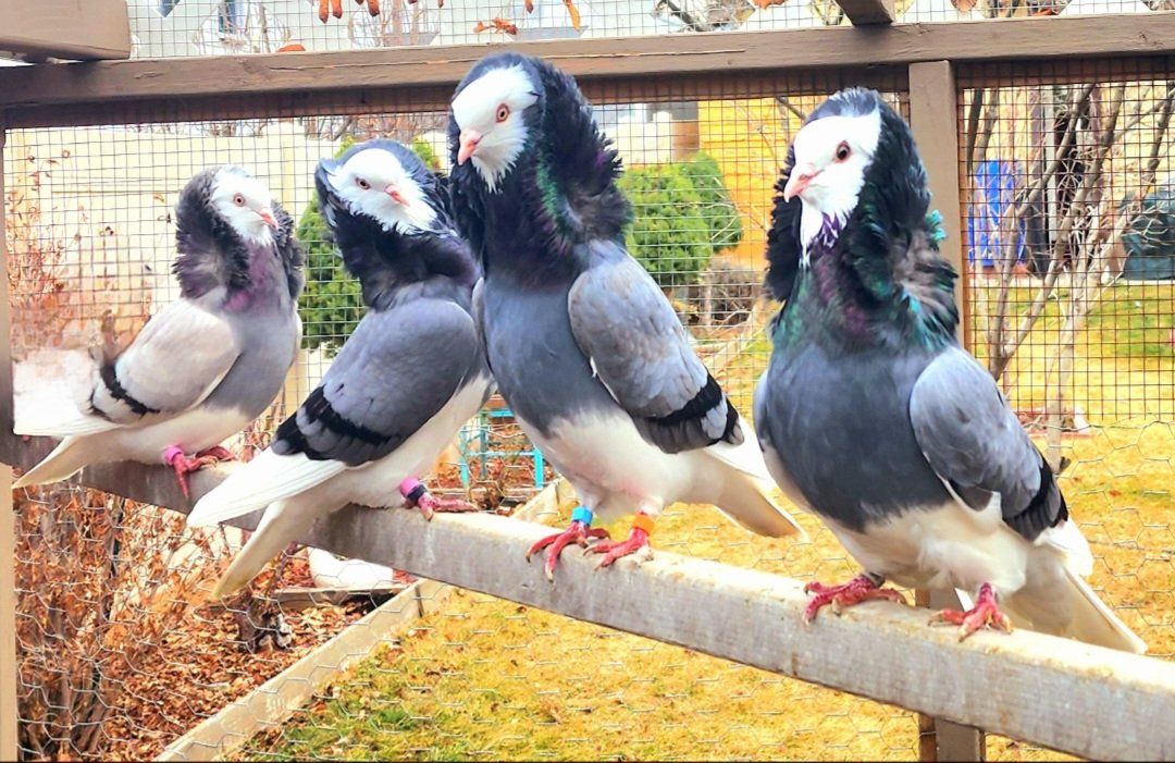 Old Dutch Capuchine Pigeons