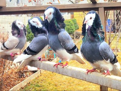 Old Dutch Capuchine Pigeons