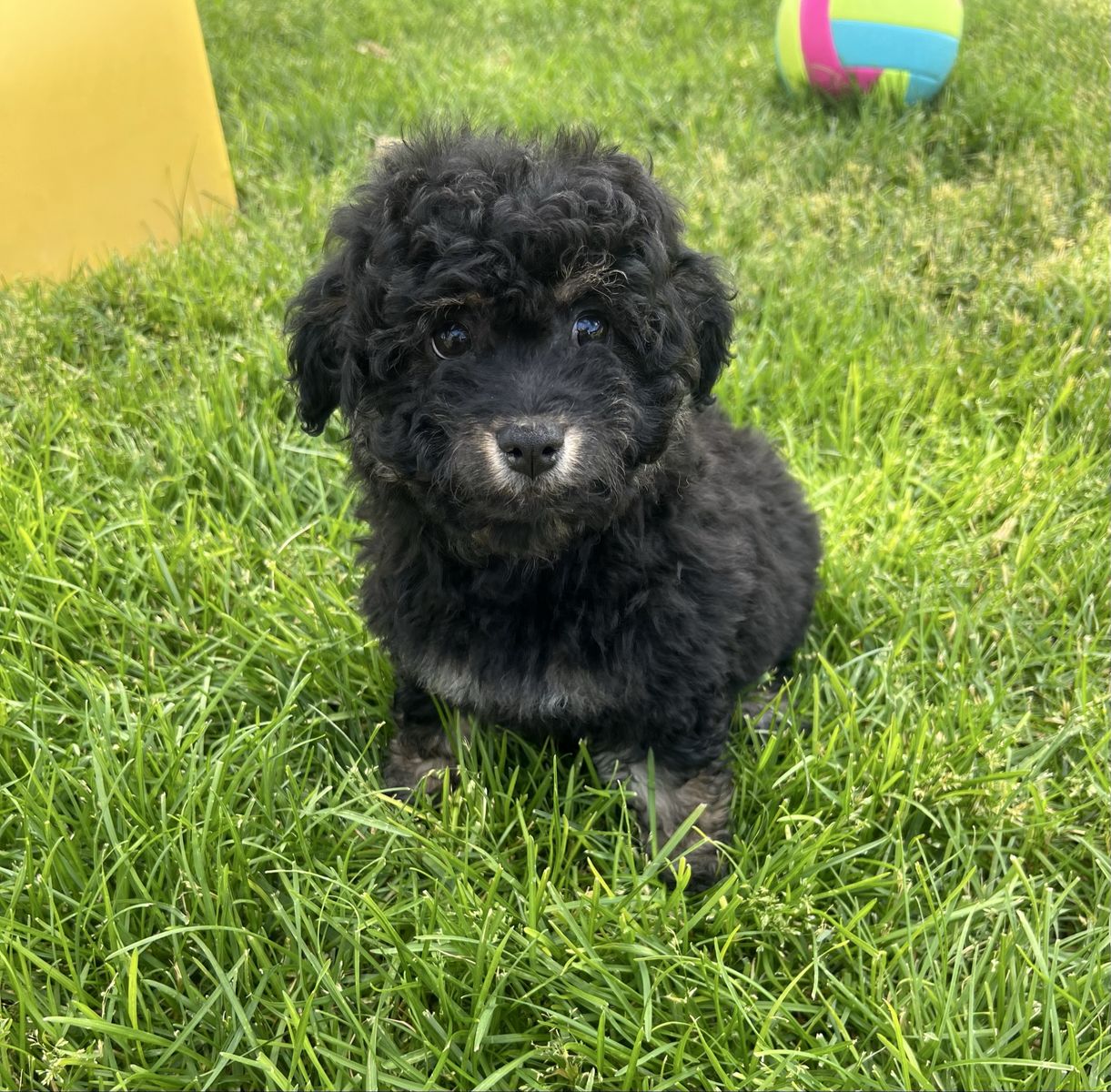 Toy Aussiedoodle F1B ( Toy Australian Shepherd x Poodle )