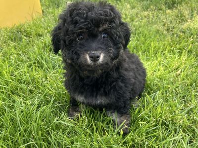 Toy Aussiedoodle F1B ( Toy Australian Shepherd x Poodle )