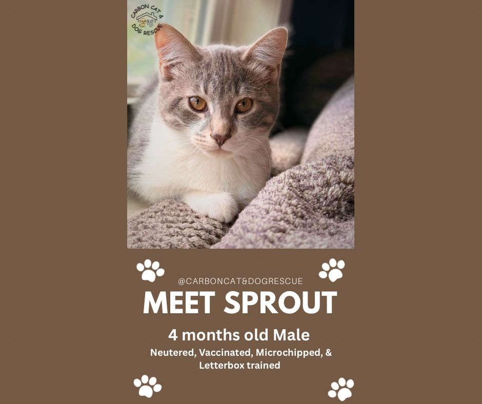 Sprout!