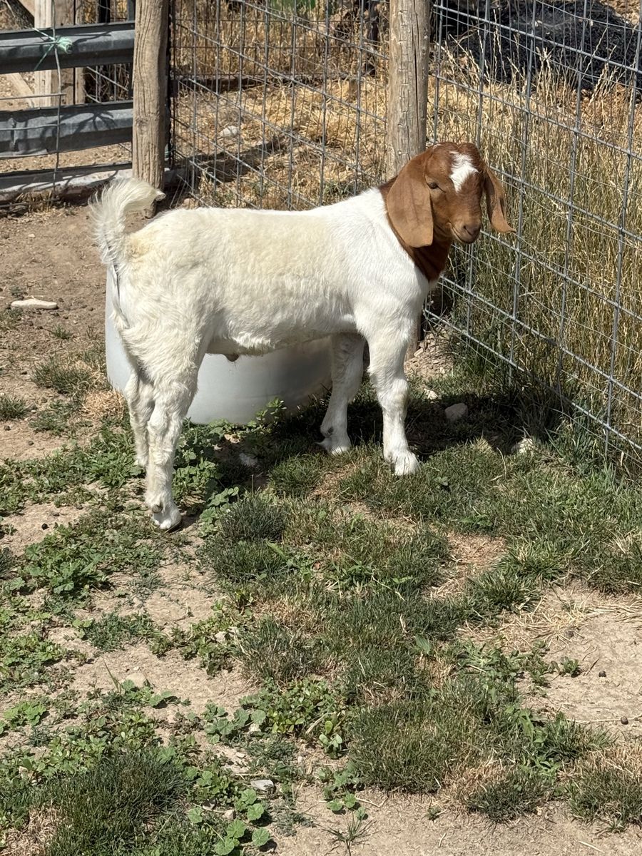 Boar goat 