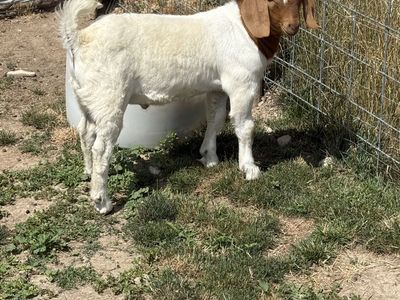 Boar goat