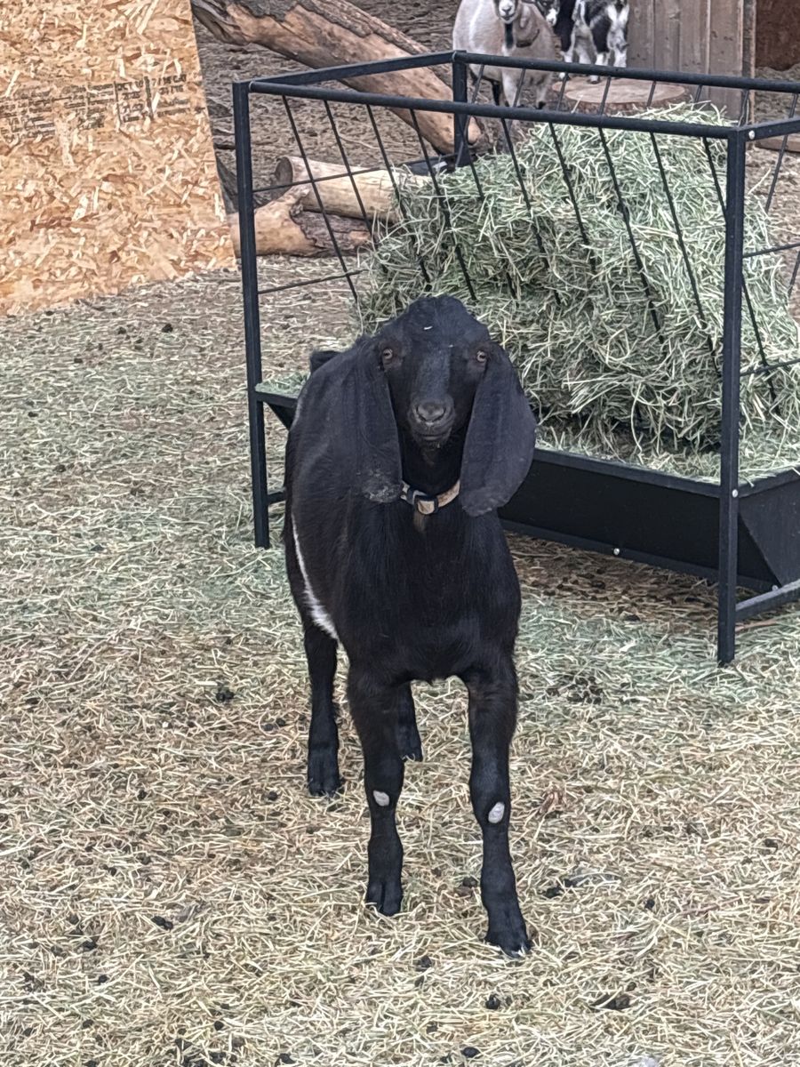 Black & White Nubian Buckling - 5 Months Old, Healthy, Striking Appearance for Breeding/Farm