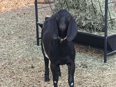 Black & White Nubian Buckling - 5 Months Old, Healthy, Striking Appearance for Breeding/Farm