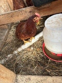 6 Rhode Island Red roosters hatched in May 2026