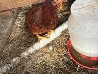 6 Rhode Island Red roosters hatched in May 2026