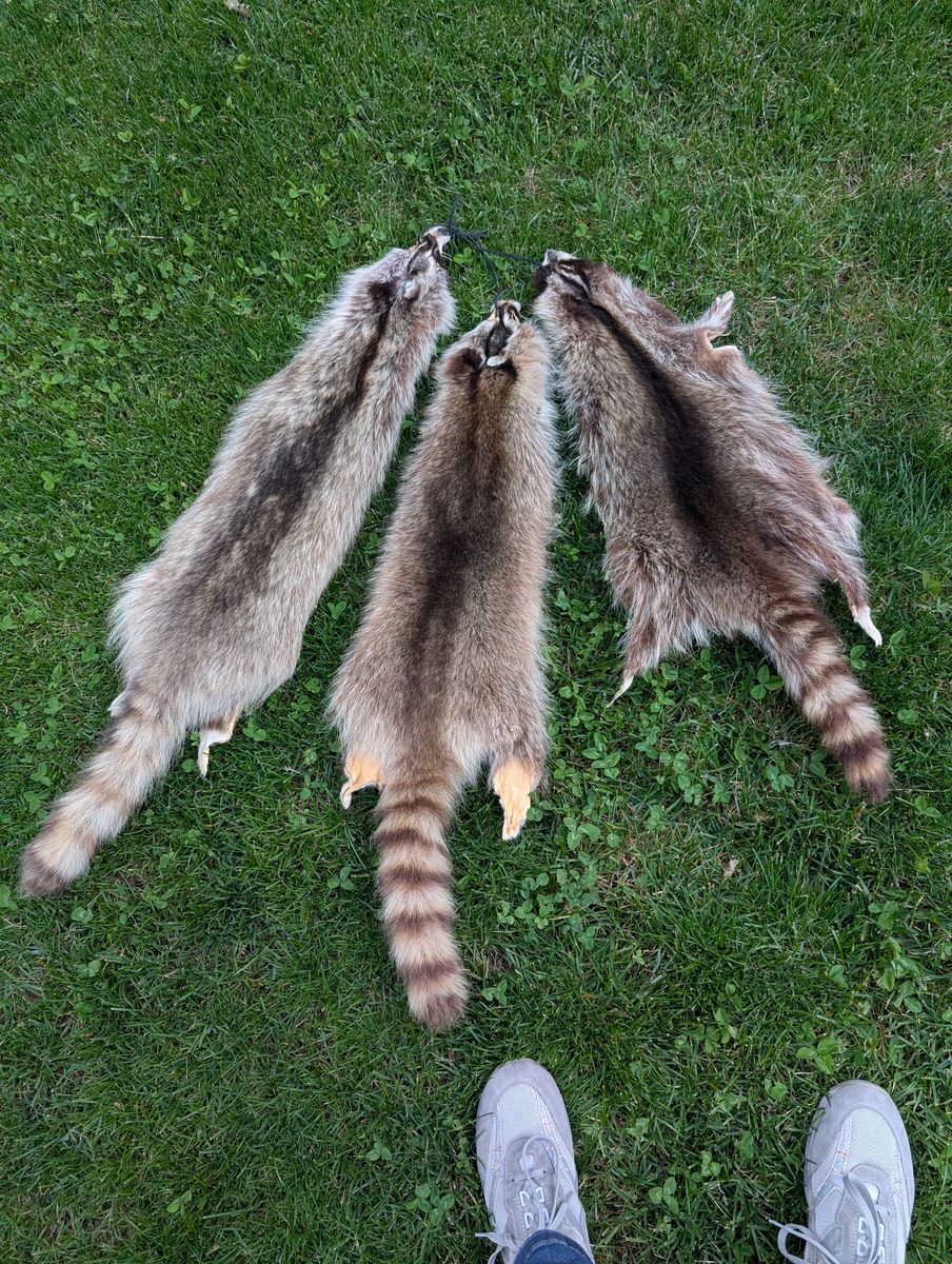 Racoon Pelts $50 each 15 skins to choose from