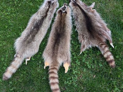 Racoon Pelts $50 each 15 skins to choose from