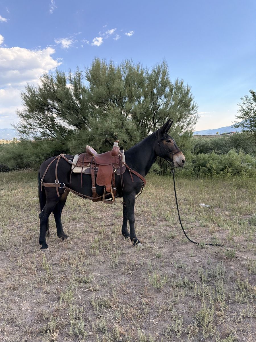 All around anyone can ride!