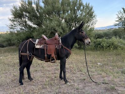 All around anyone can ride!