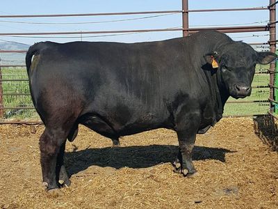 Aberdeen bull