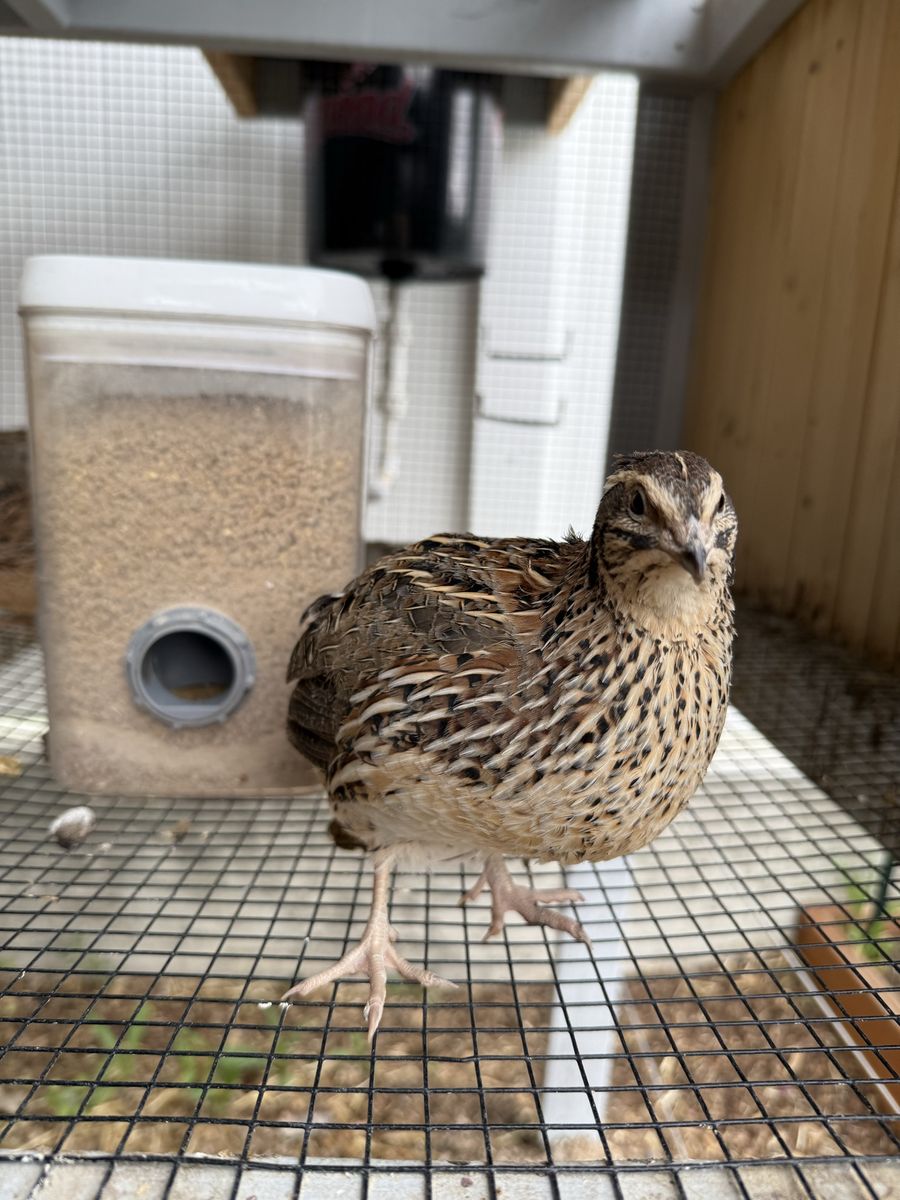 *Free* Coturnix quail rooster