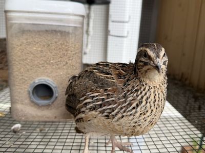 *Free* Coturnix quail rooster