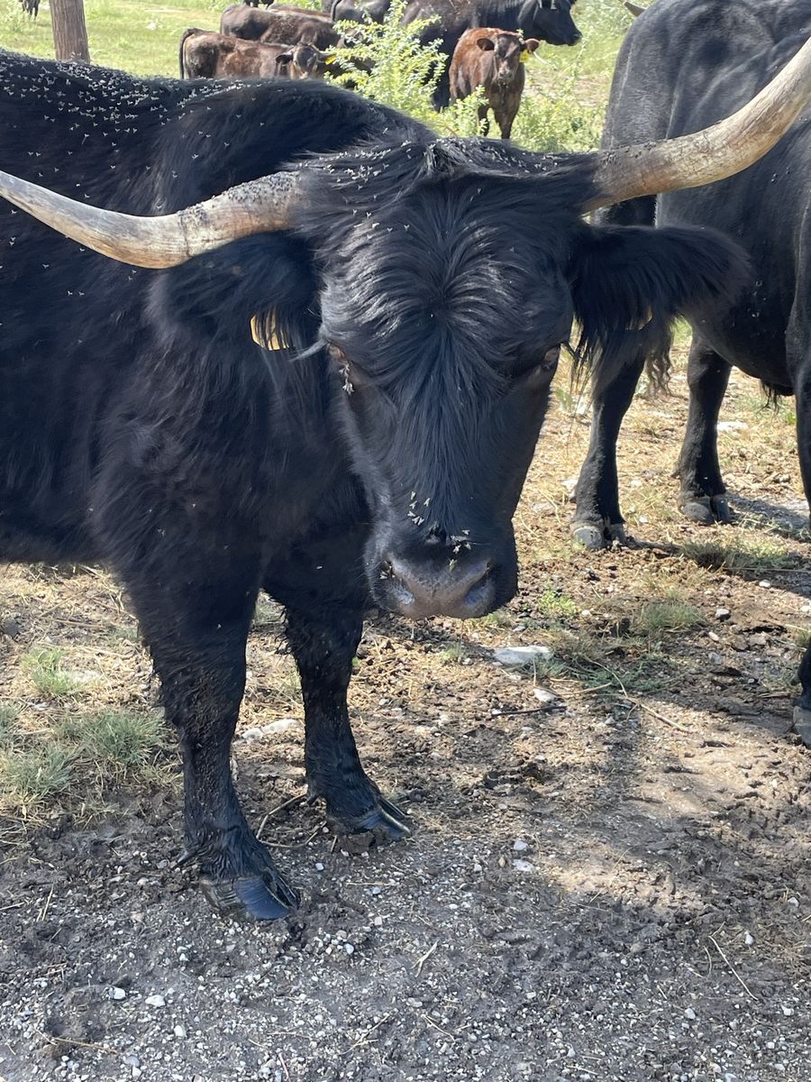 Black highland cow