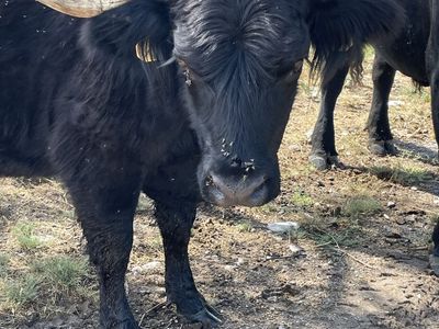 Black highland cow