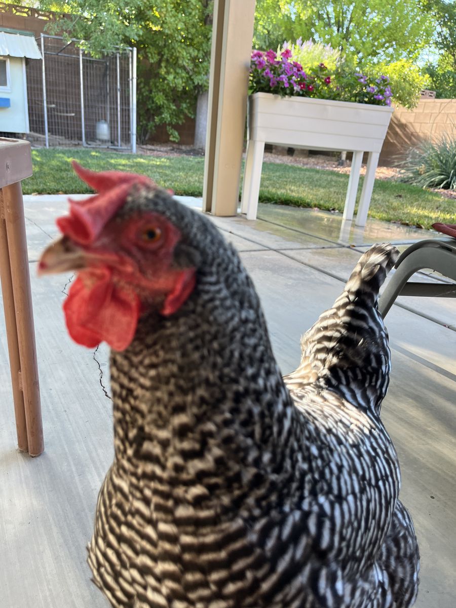 One free chicken.