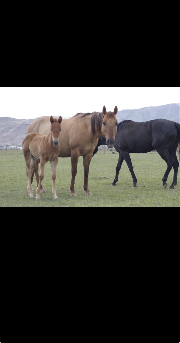 AQHA Red Dun Broodmare