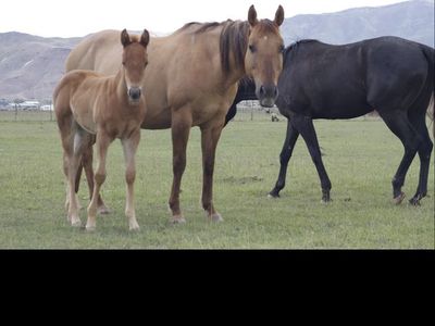 AQHA Red Dun Broodmare