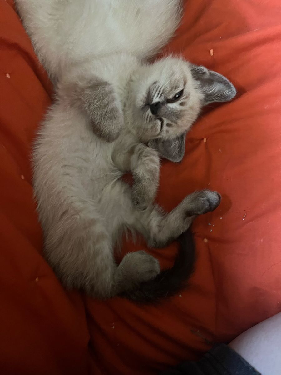 Ragdoll mixed kittens
