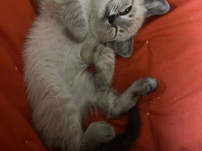 Ragdoll mixed kittens