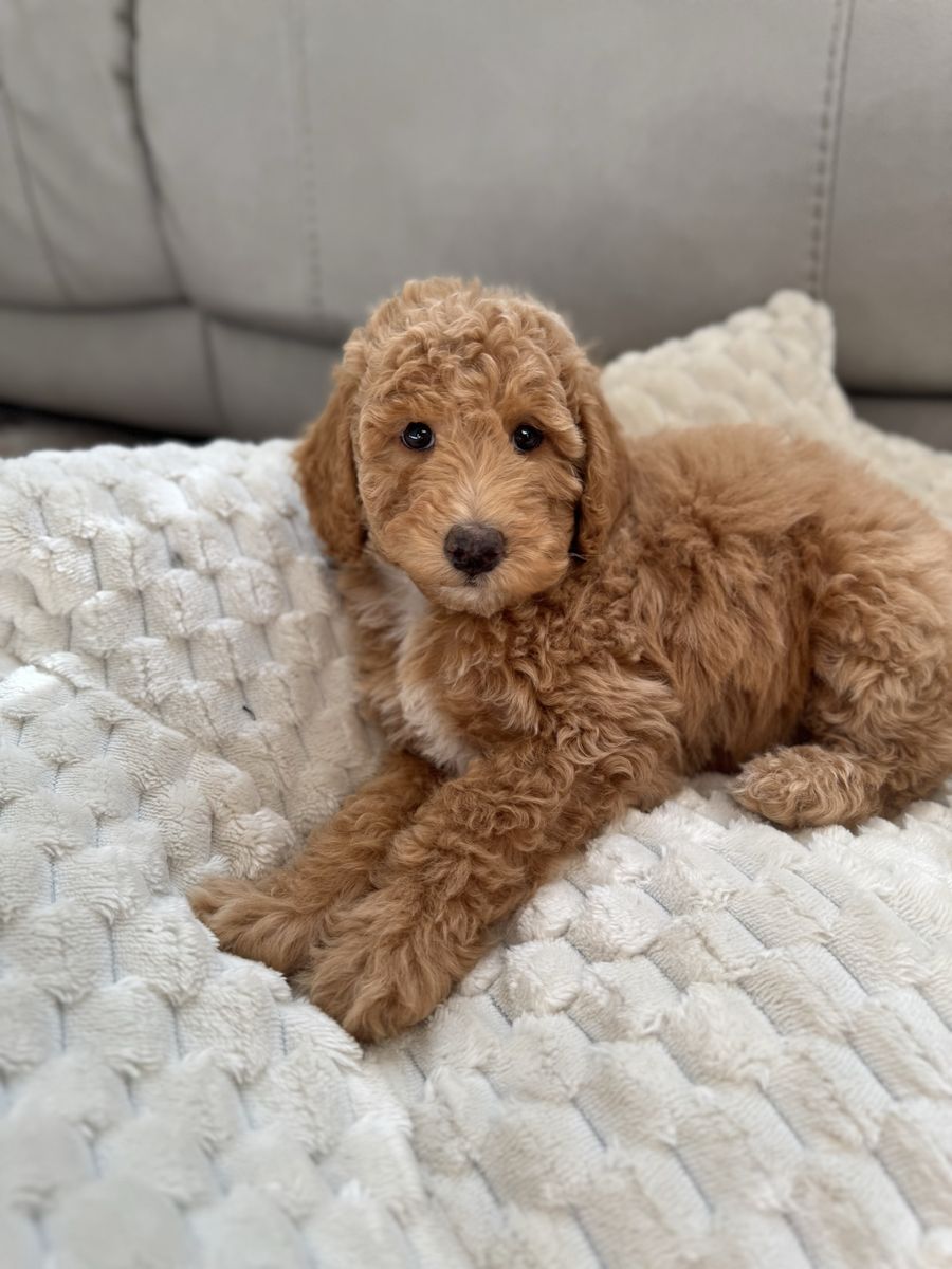 Adorable Poodle Puppies - Sweet and Fluffy Companions