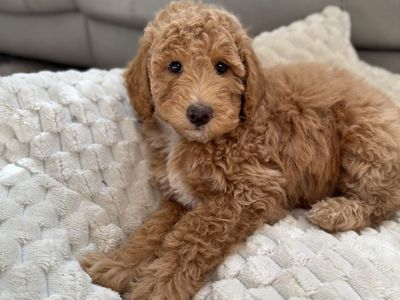 Adorable Poodle Puppies - Sweet and Fluffy Companions