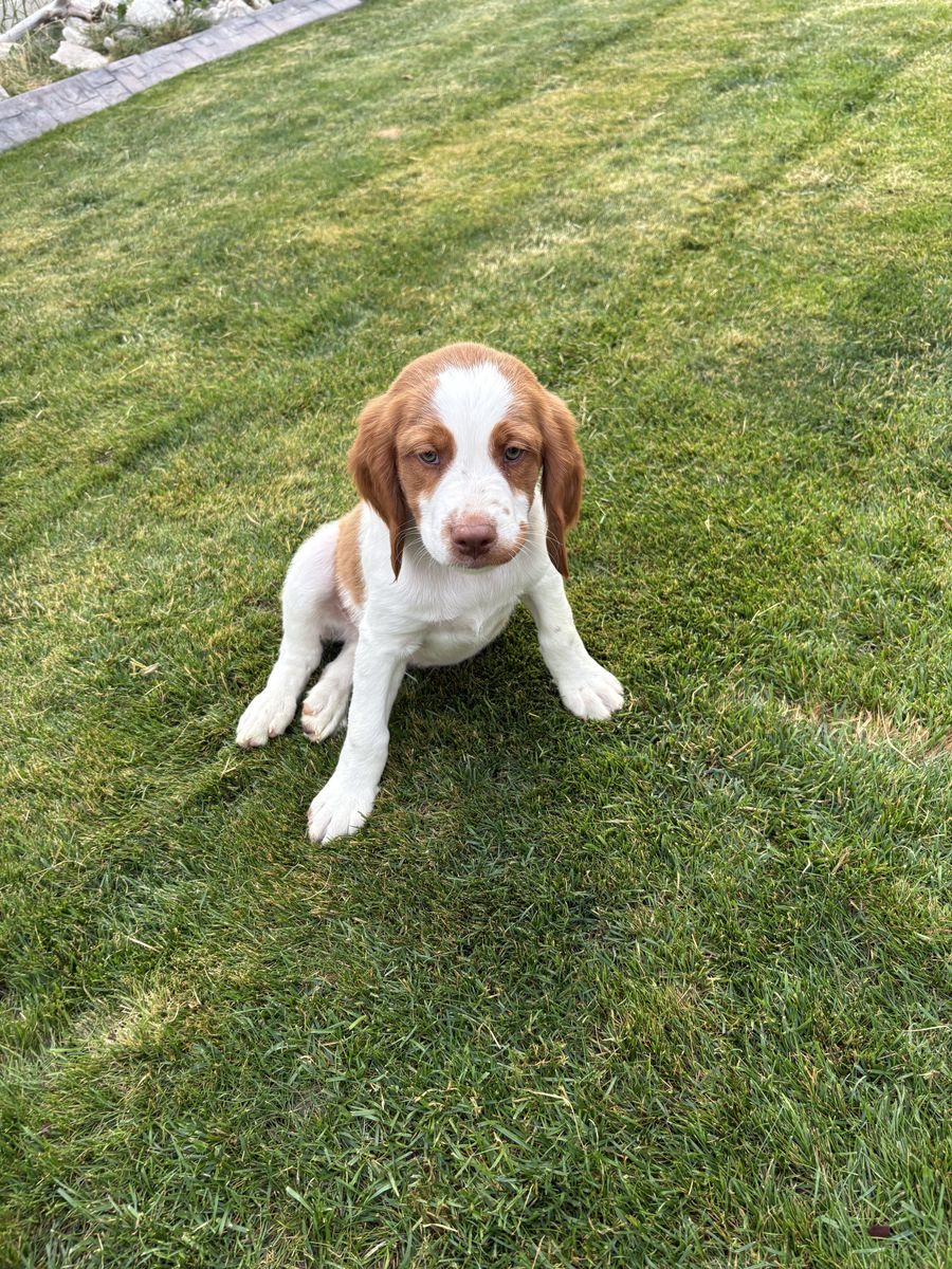 AKC Brittany Male Puppies Ready Now Chubbuck Idaho