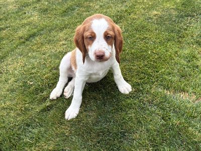 AKC Brittany Male Puppies Ready Now Chubbuck Idaho