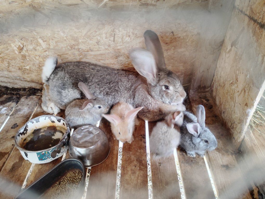 continental giant rabbits