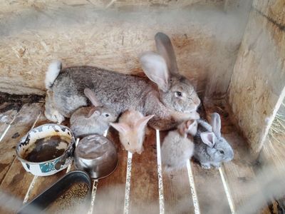 continental giant rabbits