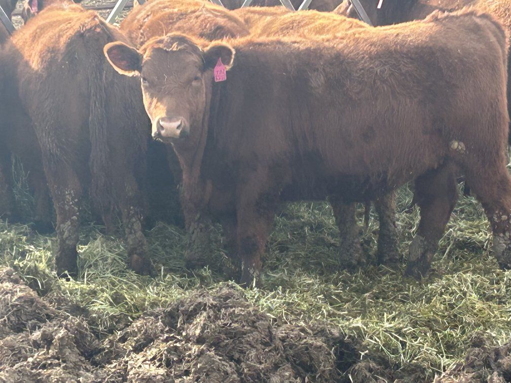 Red Angus heifers for sale
