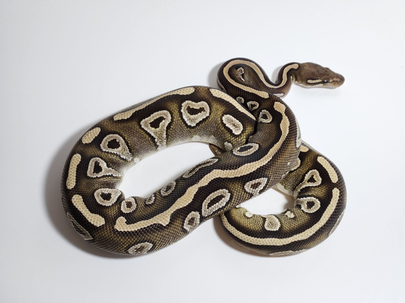 FEMALE VANILLA YB MOJAVE