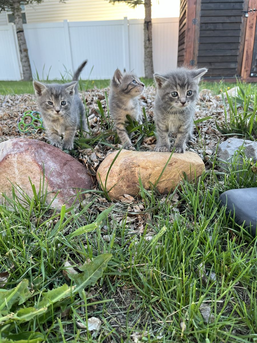 Kittens
