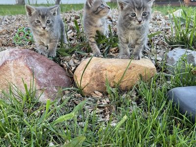 Kittens
