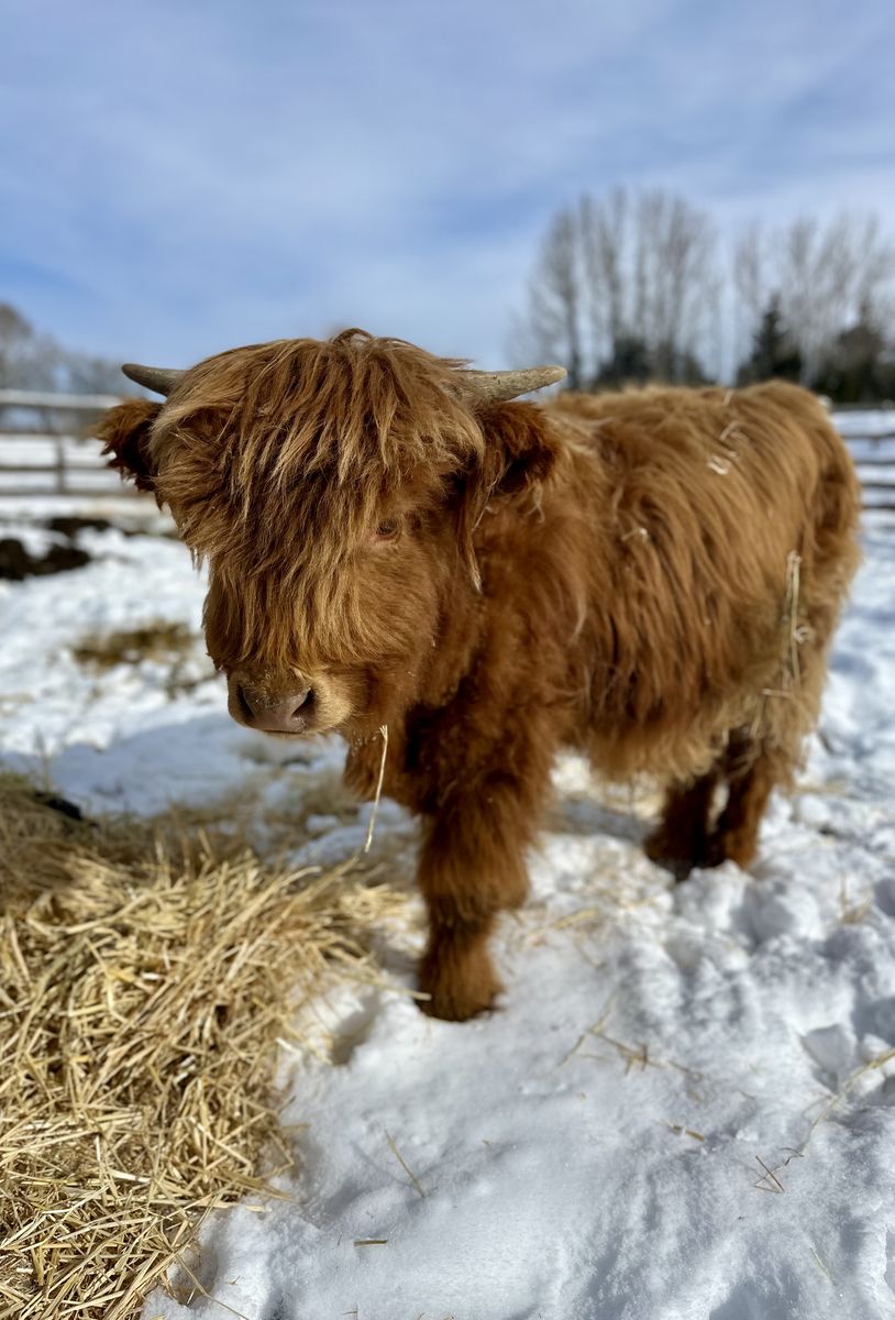 Highland Bull Calf