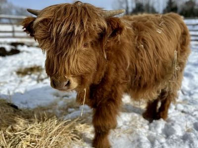 Highland Bull Calf