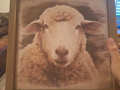 Sheep Print