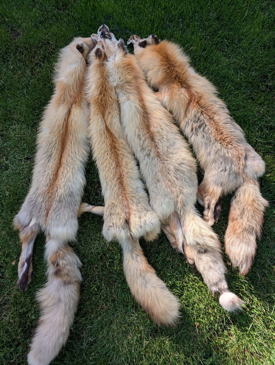 Red Fox Pelts $75 each large selection - 25 pelts to choose from
